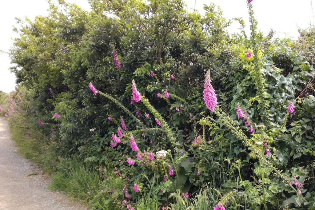 Farm Accommodation - The Lizard Peninsula, Cornwall Helston Luaran gambar