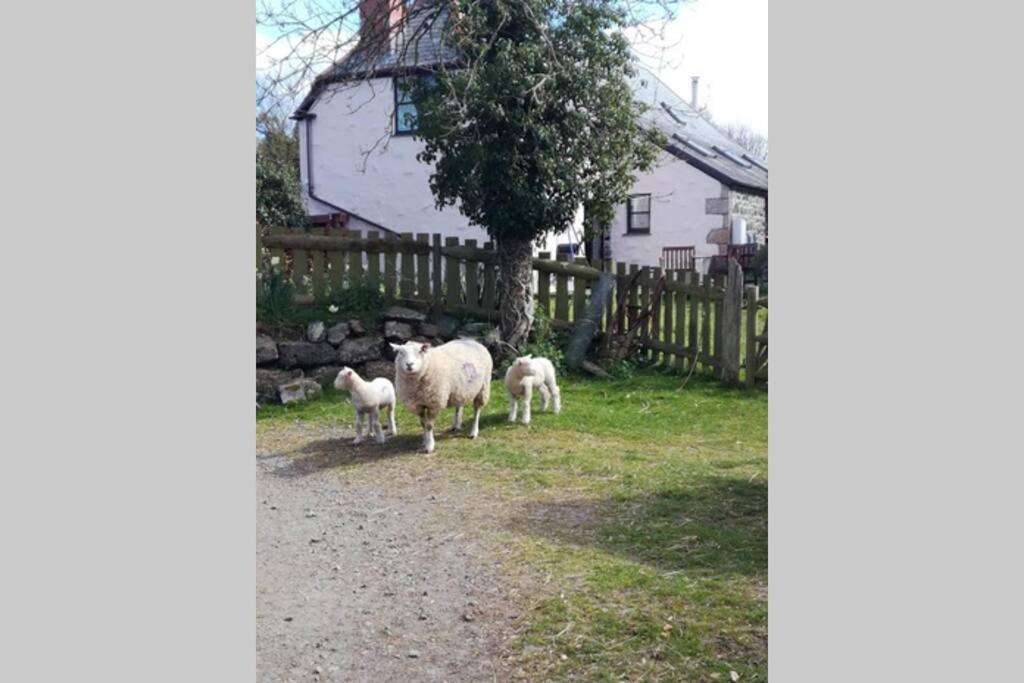Farm Accommodation - The Lizard Peninsula, Cornwall Helston Luaran gambar