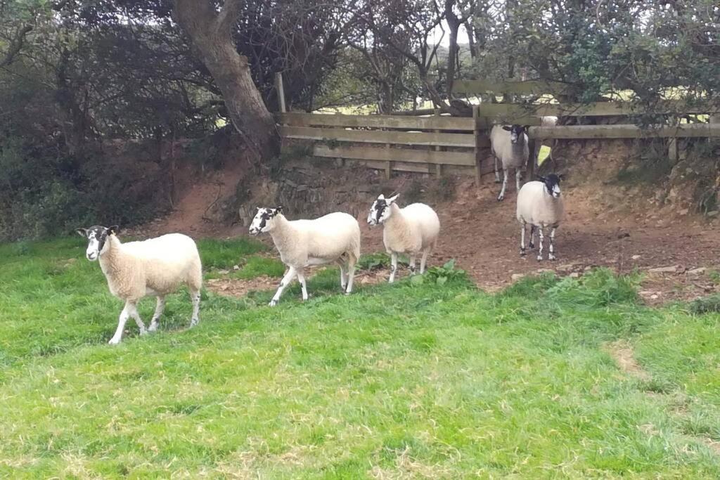 Farm Accommodation - The Lizard Peninsula, Cornwall Helston Luaran gambar