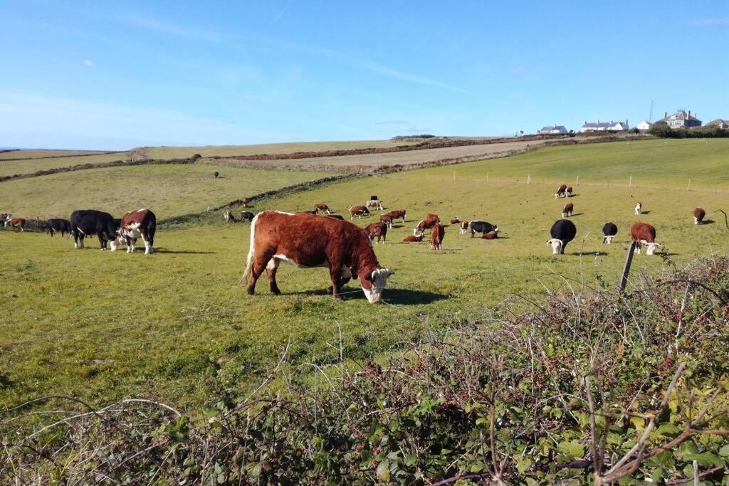 Farm Accommodation - The Lizard Peninsula, Cornwall Helston Luaran gambar